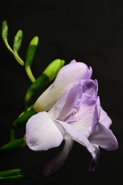 Siyah arka planda izole edilmiş güzel mor iris çiçekleri.