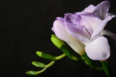 Siyah arka planda izole edilmiş güzel mor iris çiçekleri.