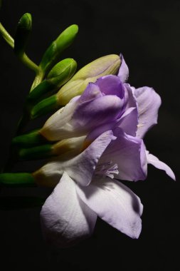 Siyah arka planda izole edilmiş güzel mor iris çiçekleri.