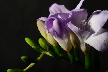 Siyah arka planda izole edilmiş güzel mor iris çiçekleri.