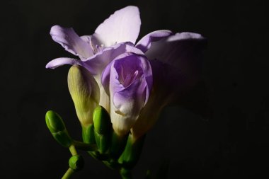 Siyah arka planda izole edilmiş güzel mor iris çiçekleri.