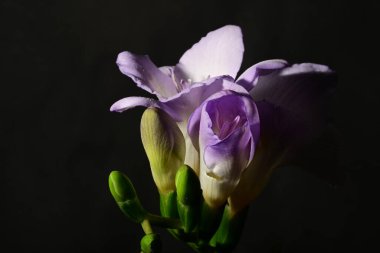 Siyah arka planda izole edilmiş güzel mor iris çiçekleri.