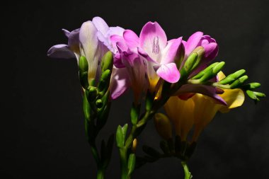 Karanlık arka planda güzel çiçekler. bahar konsepti.