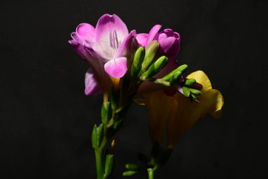 Karanlık arka planda güzel çiçekler. bahar konsepti.