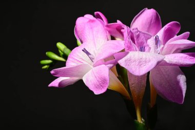 Karanlık arka planda güzel çiçekler. bahar konsepti.