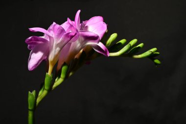 Karanlık arka planda güzel çiçekler. bahar konsepti.