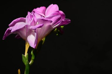 Karanlık arka planda güzel çiçekler. bahar konsepti.