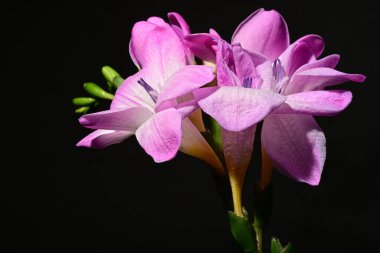 Karanlık arka planda güzel çiçekler. bahar konsepti.