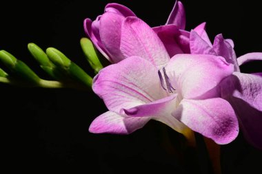 Karanlık arka planda güzel çiçekler. bahar konsepti.