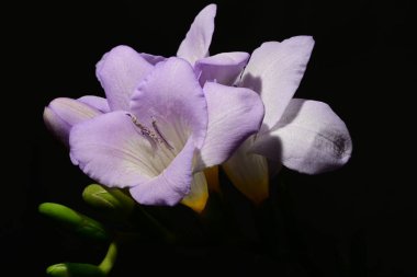 Karanlık arka planda güzel çiçekler. bahar konsepti.