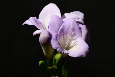 Karanlık arka planda güzel çiçekler. bahar konsepti.