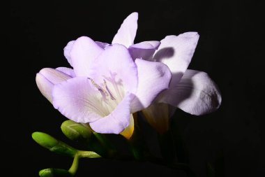 Karanlık arka planda güzel çiçekler. bahar konsepti.