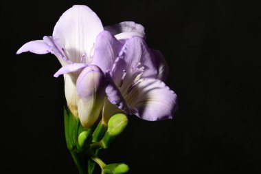 Karanlık arka planda güzel çiçekler. bahar konsepti.