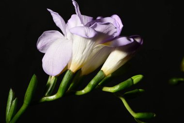 Karanlık arka planda güzel çiçekler. bahar konsepti.