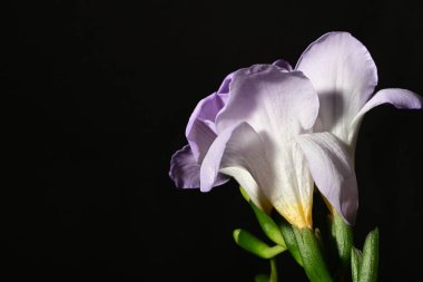 Karanlık arka planda güzel çiçekler. bahar konsepti.