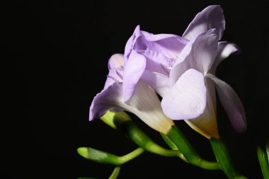 Karanlık arka planda güzel çiçekler. bahar konsepti.