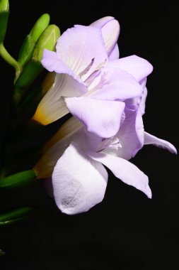 Karanlık arka planda güzel çiçekler. bahar konsepti.