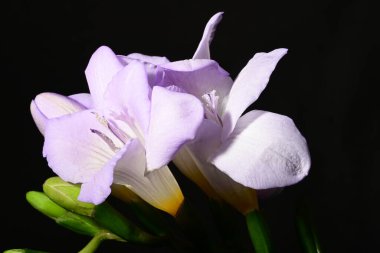 Karanlık arka planda güzel çiçekler. bahar konsepti.