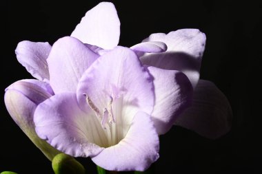 Karanlık arka planda güzel çiçekler. bahar konsepti.