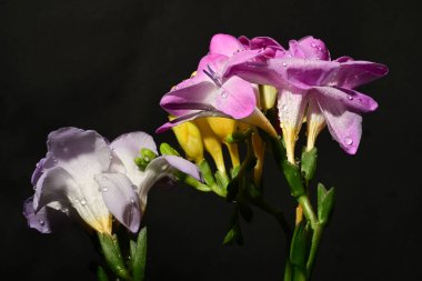 Karanlık arka planda güzel çiçekler. bahar konsepti.