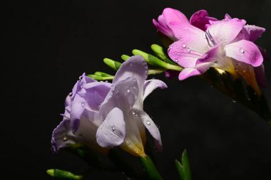 Karanlık arka planda güzel çiçekler. bahar konsepti.