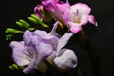 Karanlık arka planda güzel çiçekler. bahar konsepti.