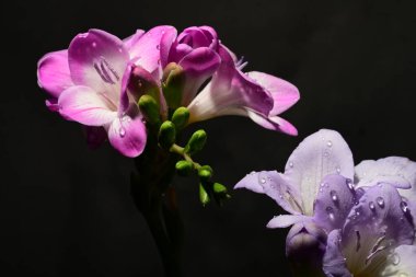 Karanlık arka planda güzel çiçekler. bahar konsepti.