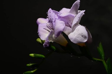 Karanlık arka planda güzel çiçekler. bahar konsepti.