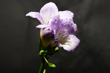 Karanlık arka planda güzel çiçekler. bahar konsepti.