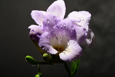 Karanlık arka planda güzel çiçekler. bahar konsepti.