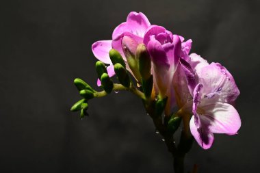 Karanlık arka planda güzel çiçekler. bahar konsepti.