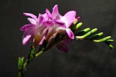 Karanlık arka planda güzel çiçekler. bahar konsepti.