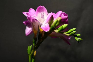 Karanlık arka planda güzel çiçekler. bahar konsepti.