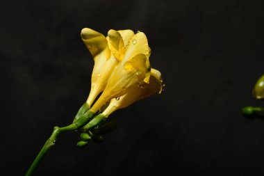 Karanlık arka planda güzel çiçekler. bahar konsepti.