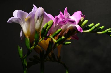 Karanlık arka planda güzel çiçekler. bahar konsepti.