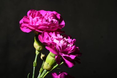 Karanlık arka planda güzel karanfiller. bahar konsepti.