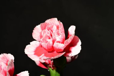 Karanlık arka planda güzel karanfiller. bahar konsepti.