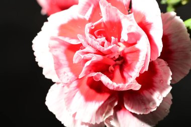 Karanlık arka planda güzel bir karanfil. bahar konsepti.