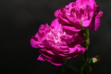 Karanlık arka planda güzel karanfiller. bahar konsepti.