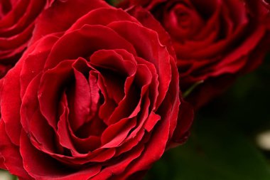 Güzel parlak gülleri kapatın. bahar konsepti.