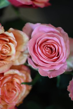 Güzel parlak gülleri kapatın. bahar konsepti.