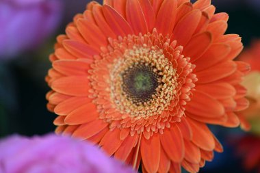 Güzel, parlak çiçek bahar konseptine yakın..