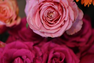 Güzel parlak gülleri kapatın. bahar konsepti.