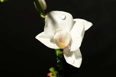 Güzel orkide çiçeğine yaklaş. bahar konsepti.