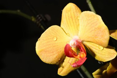 Güzel orkide çiçeğine yaklaş. bahar konsepti.