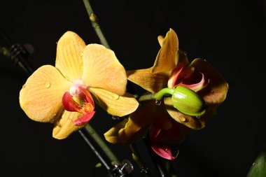 Parlak orkideleri kapatın. bahar konsepti.