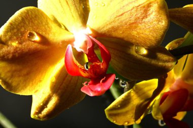 Parlak orkideleri kapatın. bahar konsepti.