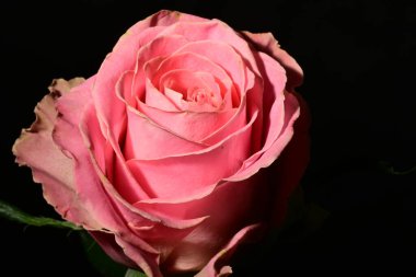 Güzel parlak gülü kapat. bahar konsepti.