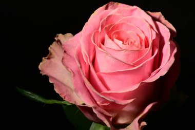 Güzel parlak gülü kapat. bahar konsepti.