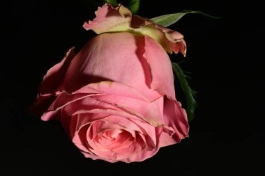 Güzel parlak gülü kapat. bahar konsepti.